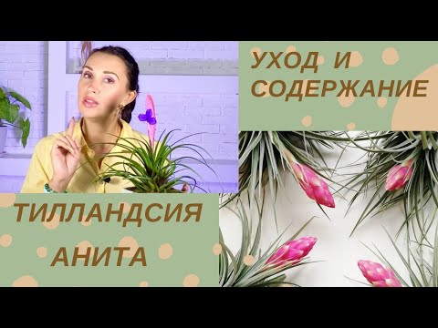 🌸ТИЛЛАНДСИЯ АНИТА🌸 /УХОД В ДОМАШНИХ УСЛОВИЯХ /ПРОБЛЕМЫ ВЫРАЩИВАНИЯ#тилландсияанита