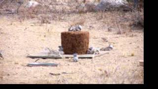 Antelope Ground Squirrels