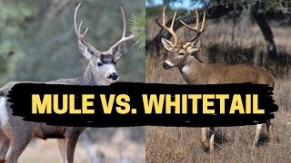 MULE DEER VS. WHITETAIL DEER | Where To Find & How to Hunt