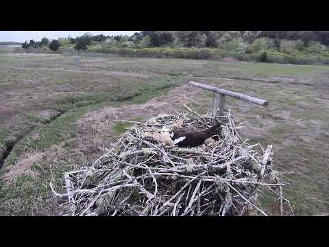 camera iphone 8 plus apk Cape Cod Museum of Natural History Live Stream