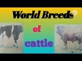 World breeds of cattle top 10 breeds of cattle