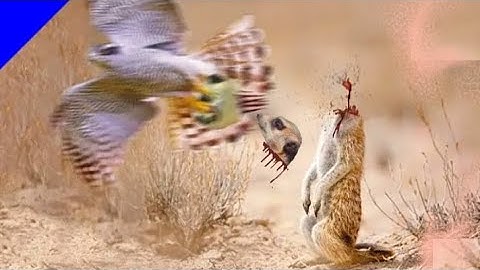 Een adelaar heeft maar 3 seconden nodig om te doden! | Wildlife