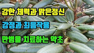 만병초-강건한몸과 정신이 맑아지고, 강정과 최음작용, 당뇨와 비만을 잡는 대사성질환 특허약초, 강심작용과, 피가 맑아지고 혈압이 내려가며, 관절이 튼튼해진다 만병초-강건한몸과 정신이 맑아지고, 강정과 최음작용, 당뇨와 비만을 잡는 대사성질환 특허약초, 강심작용과, 피가 맑아지고 혈압이 내려가며, 관절이 튼튼해진다