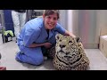 ジャガーのお母さんは子供たち全てを殺そうとした、そのときに奇跡が・・・