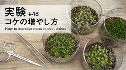 How To Make Moss Terrarium Michikusa Channel Youtube