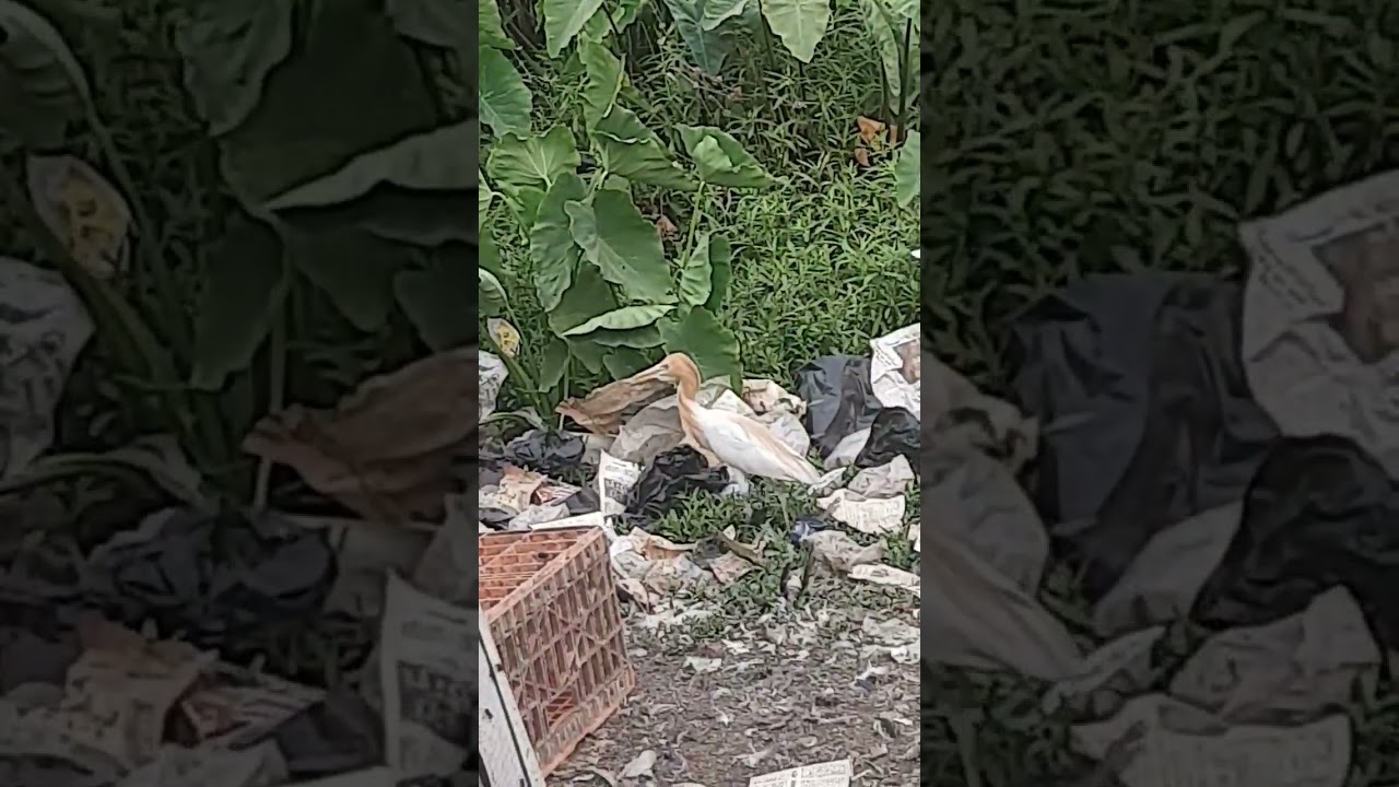 golden brown book animals 💛 