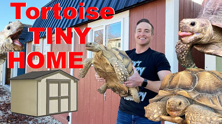 Tortoise Family Shops For Dream Tiny House!!!