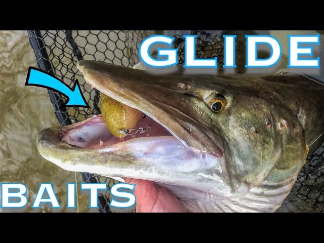 Musky Fishing Tips - Glide Baits