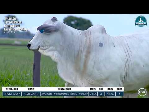 LOTE 13 - JHVM 17547 - 2º Leilão Terra Brava Camparino e Genética Aditiva