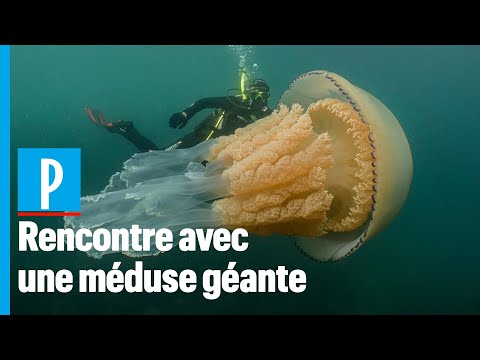 Vidéo: Quelle Taille Atteint La Méduse Cyane ?