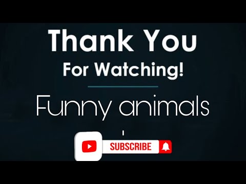 Funniest Funny Cats Dogs Youtube Funniest Funny Cats Dogs Youtube