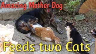 Amazing Mother Dog | Breast Feeding Two Cats Amazing Mother Dog | Breast Feeding Two Cats