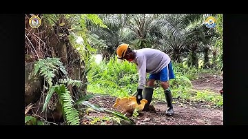 Proses Panen Kelapa Sawit
