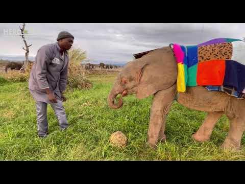 A New Visitor at the Orphanage & a Khanyisa Speed Walk to Meet the Herd!