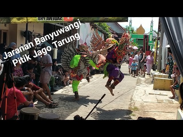 Jaranan Banyuwangi Pitik Jago Tarung class=