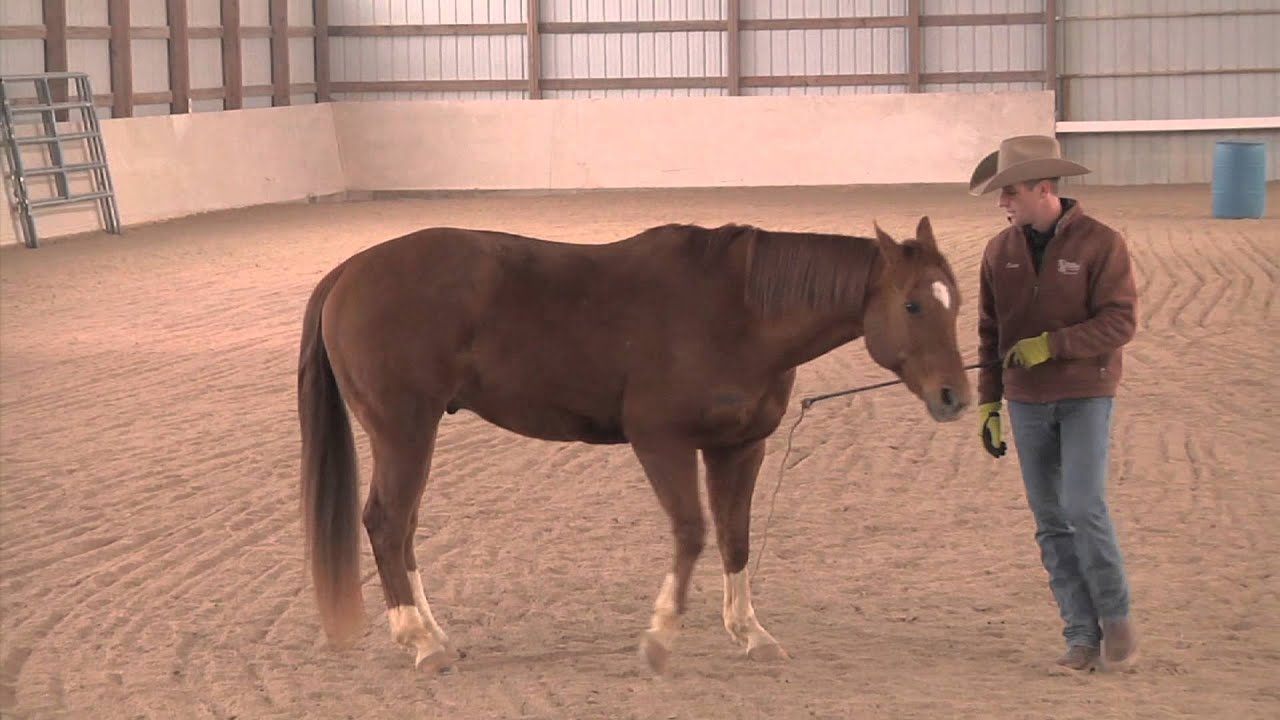Teaching Liberty Work Advantage Horsemanship TV YouTube