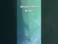 【潜水士】潜水士はこんな所も潜ります/魚大漁の為水中視界不良#海 #魚 #大漁 #潜水士 #潜水 #海猿 #海保 #海上保安庁 #海上保安官 #leon #león