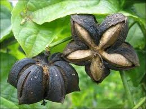 Como Cultivar Ricino