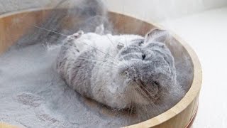 Chinchilla takes incredible dust bath in Super Slomo 120fps!