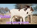 Beautiful gulabi cows animal love  cow mandi lovers loveanimalsbirds