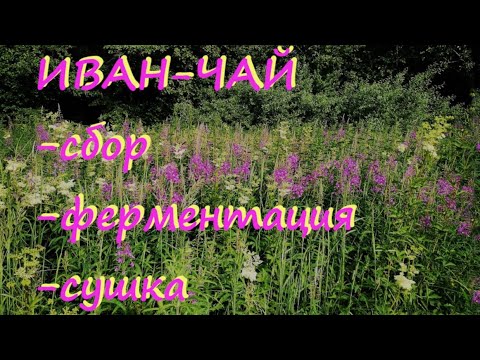 Заготовка иван-чая: сбор, ферментация, сушка. Краткая инструкция.