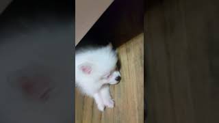 Jjijjji 아기포메 당신이 잠든사이에