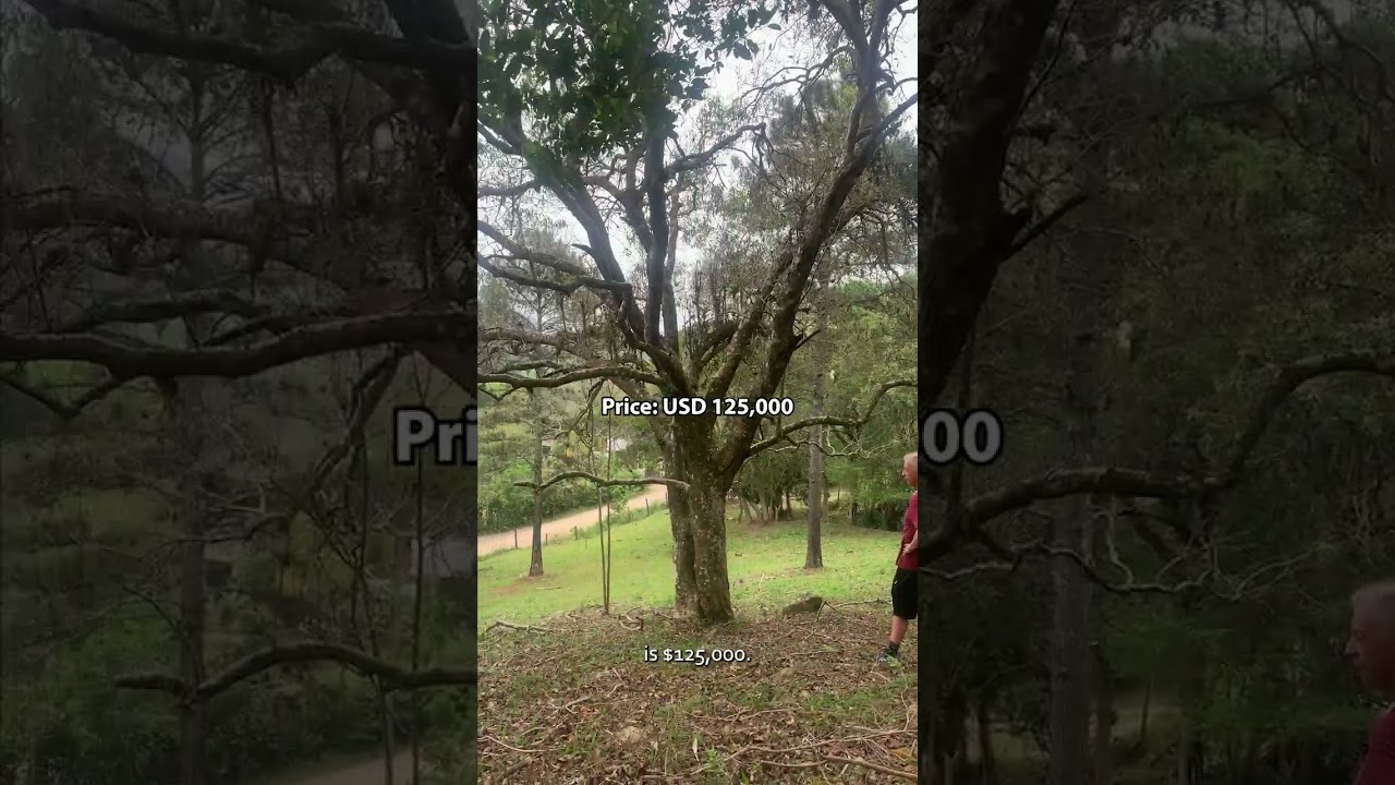 Enchanted land for sale near Enchanted Mountain Retreat Center in the South of Brazil