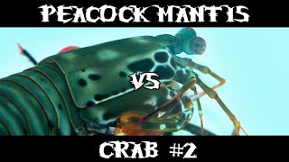 Peacock Mantis Shrimp VS Crab #2