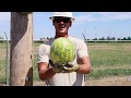 Hard Hat Safety Demonstration