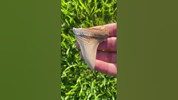 Big Fossilized Angustidens Shark Tooth
