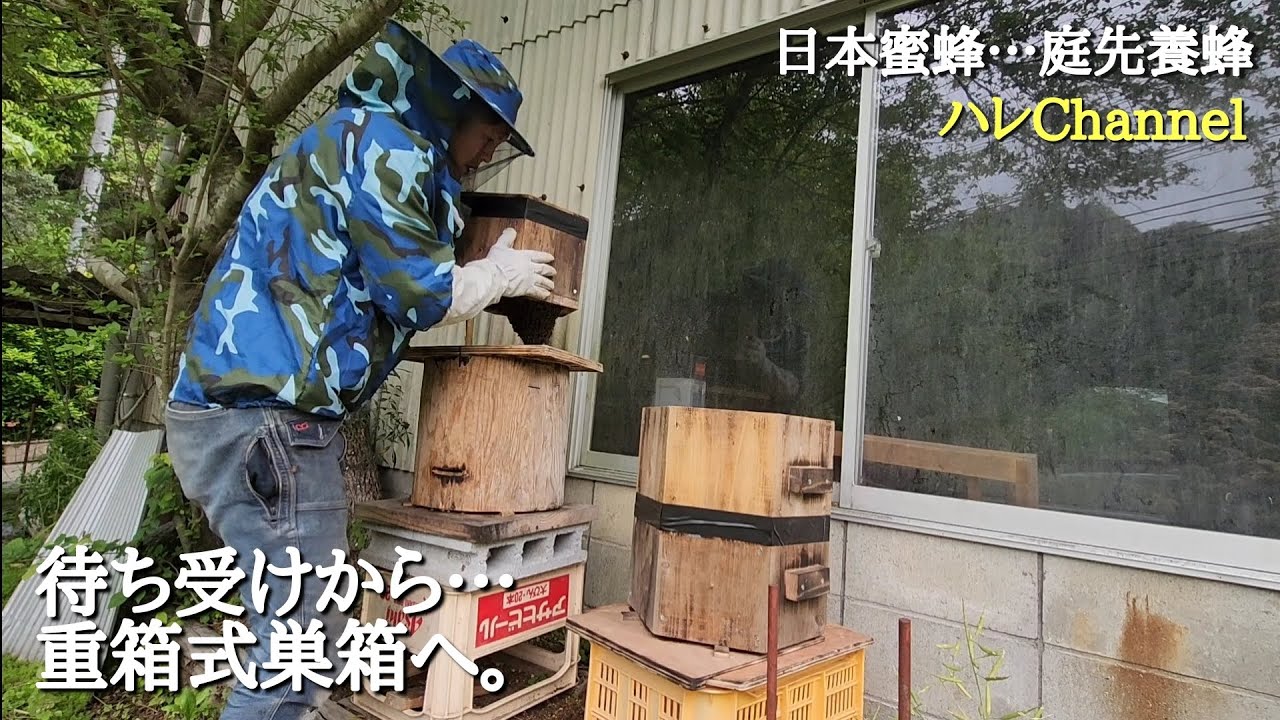 日本蜜蜂】…庭先養蜂 ハイブリッド式待ち受け巣箱から、重箱式へ移動