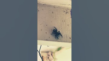 Jumping spider walking #spider #jumpingspider #entomology #bugs