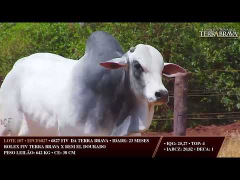 LOTE 107   EPCF 6827