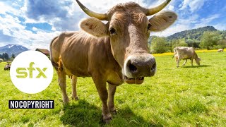 Free download suara alam pedesaan,lonceng sapi,ayam,dan burung no copyright