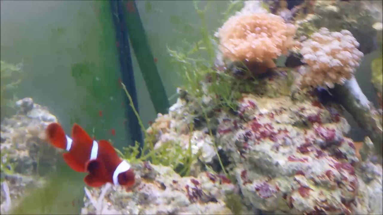 camera iphone 8 plus apk 人工金透紅小丑Gold Maroon Clownfish（Captive-Bred）