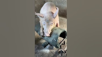 Farmer Uses Special Spray on Dummy Sow to Stimulate Pig Breeding 👀