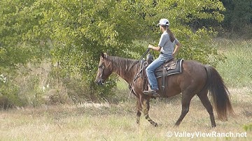 RR Smart Pep - trail riding and working gate! - ValleyViewRanch.net