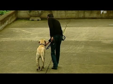 დახმარების პროექტი უსინათლოებისთვის