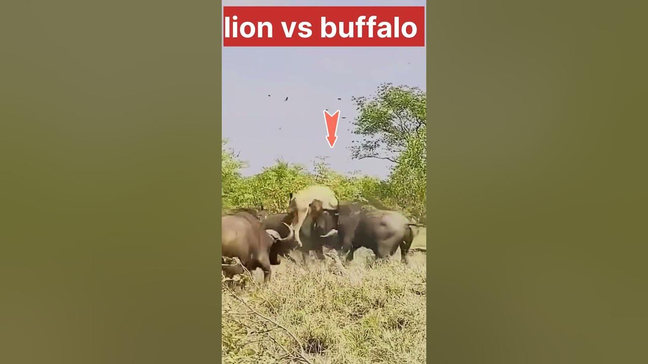 buffalo attack lion #shorts #ytshort #youtube - YouTube