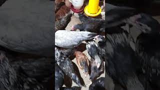 Kandang ayam kampung  #ayam #peternakanayam #ayamkampung #seputarayam #ternak #shorts #short #viral