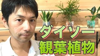 ダイソー観葉植物をジェルポリマーで植え替えてみた。