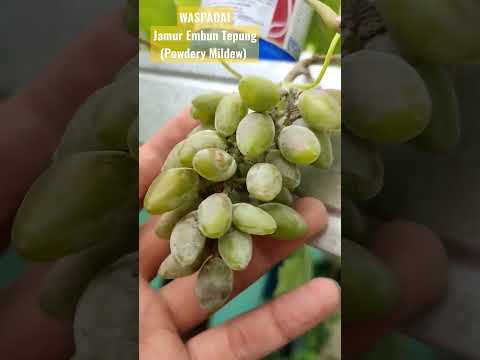 Video: Aster Powdery Mildew - Cara Mengobati Embun Tepung Pada Tanaman Aster