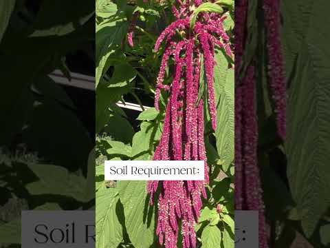 Vídeo: Growing Amaranth: Com cultivar plantes d'amarant