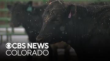 Colorado ranchers frustrated over new release of Gray Wolves
