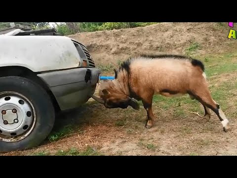 Видео: Бодлив бор