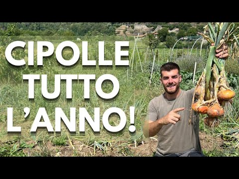 ONION HARVEST, 3 tips for storing them