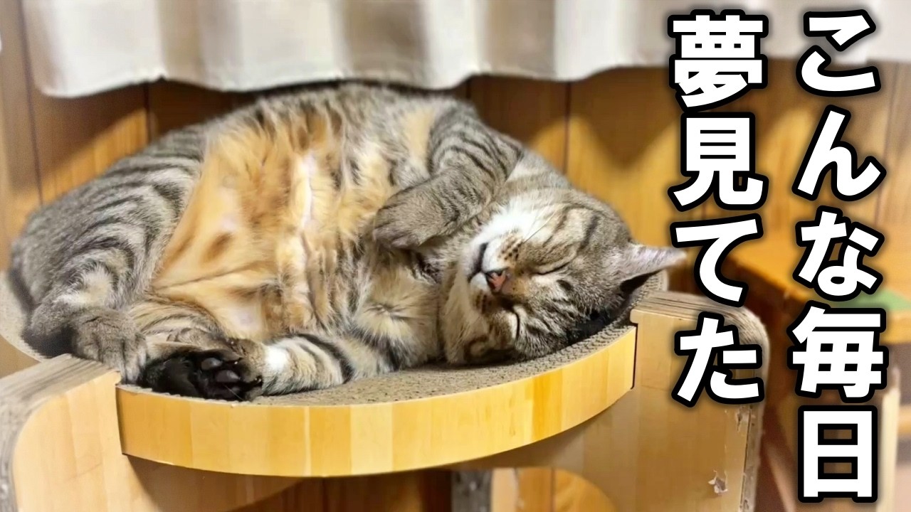 Pisuke, the former stray cat: It's been a year and a half since he