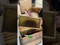 HUGE Changes for my Beekeeping This Year