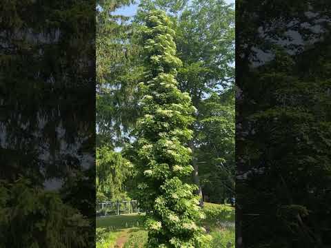 Video: Hortensia cățărătoare nu înflorește: să înflorească hortensia cățărătoare