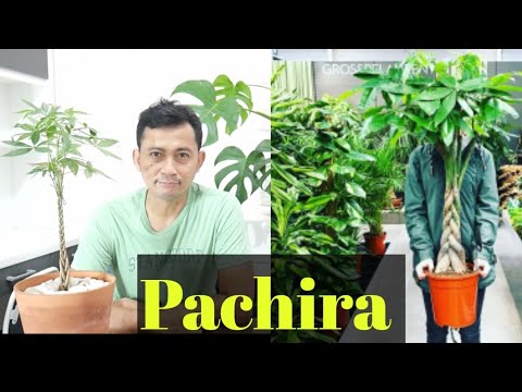 Perawatan Pachira Kepang/ Pachira Aquatica / Money Tree